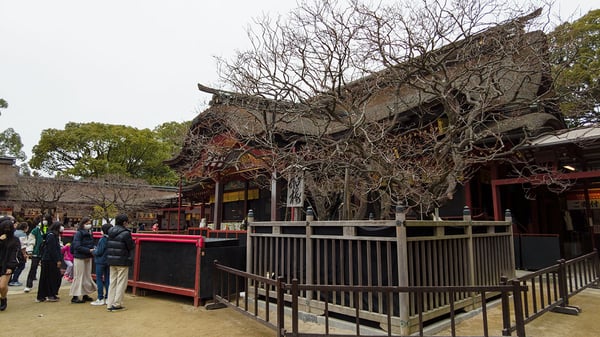 太宰府天満宮の神木として知られる梅の木「飛梅」。本殿脇にあり、初詣で賑わっていました。