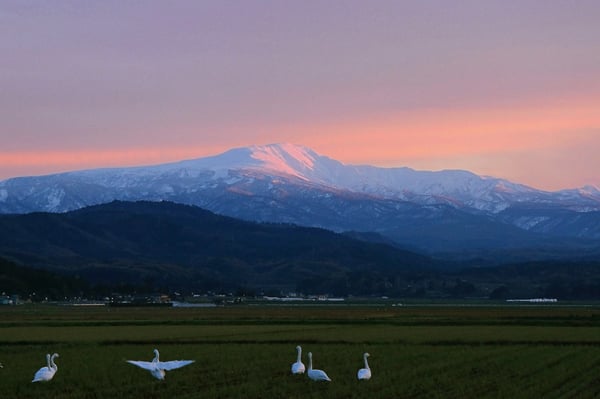 白鳥が降り立つ庄内町から出羽三山の一つである月山を望む