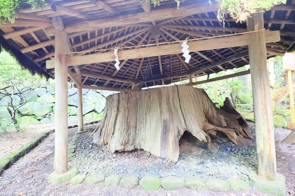 現在は巨大な根株だけが残る大神神社の衣掛杉