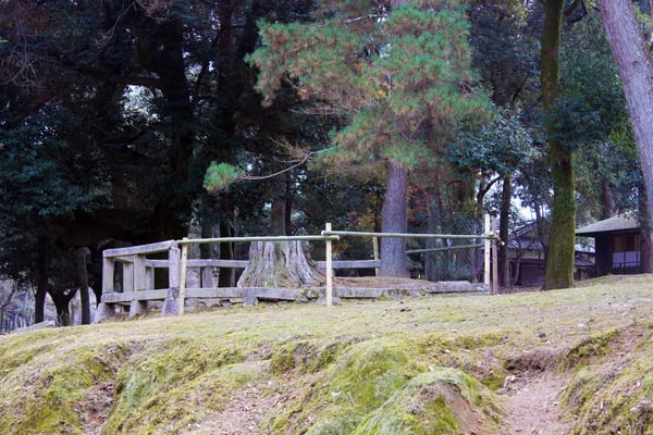 鏡板のルーツと言われるクロマツの切り株が後継樹の若木とともに立っている影向の松