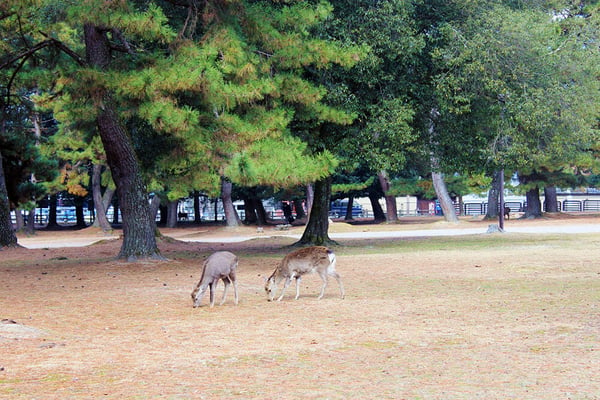 奈良国立博物館前の広場でのんびり草を食べる鹿たち