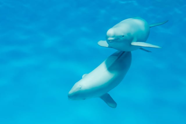 瀬戸内海の生きもの