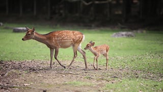 【奈良市】奈良公園には、国の天然記念物に指定されている「奈良のシカ」が約1200頭生息している