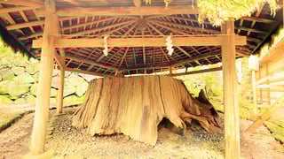 【桜井市】能「三輪」に登場する、三輪明神 大神（おおみわ）神社内にある衣掛杉（ころもがけのすぎ）