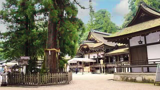 【桜井市】三輪明神 大神（おおみわ）神社の拝殿とご神木「巳の神杉（みのかみすぎ）」