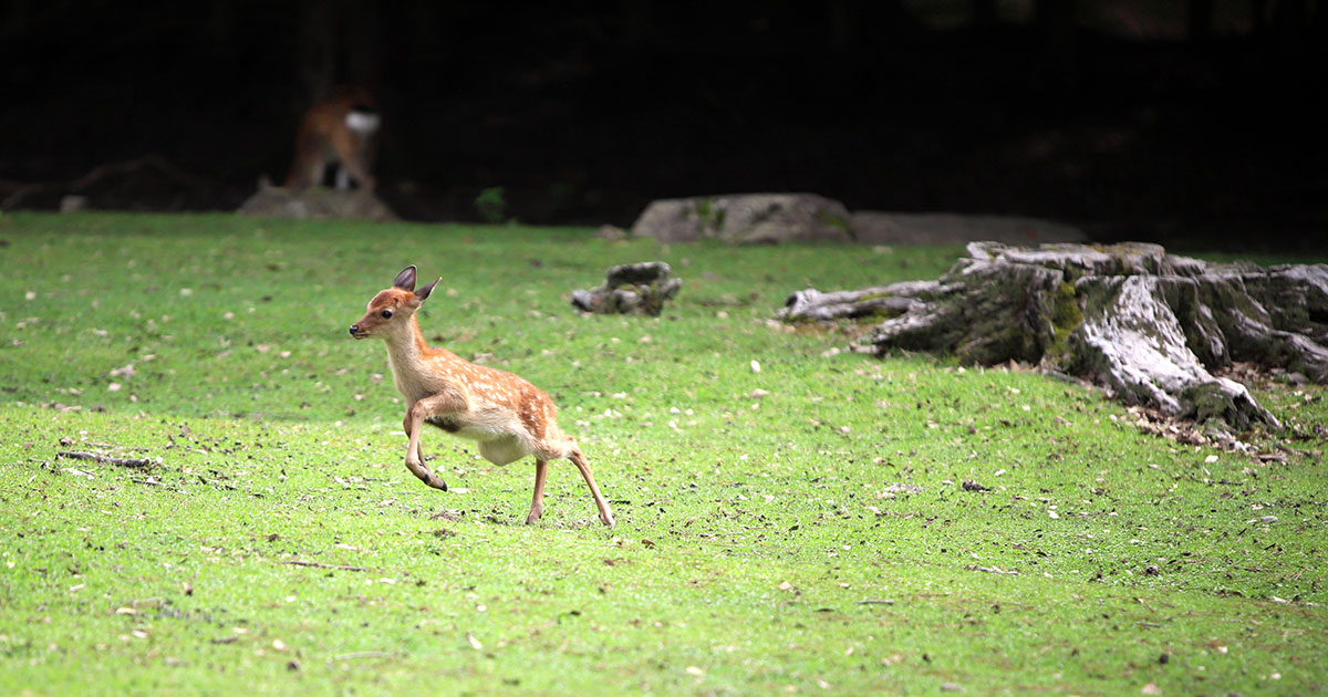 奈良公園を走る小鹿