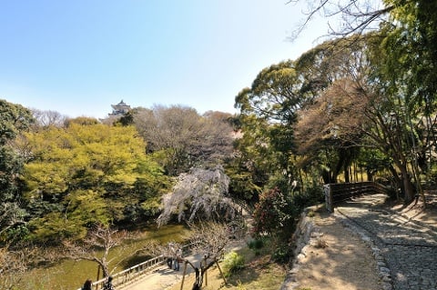 浜松有数の桜の名所・浜松城公園