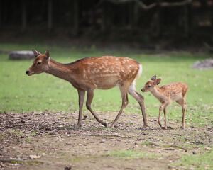 Deer in Nara Park