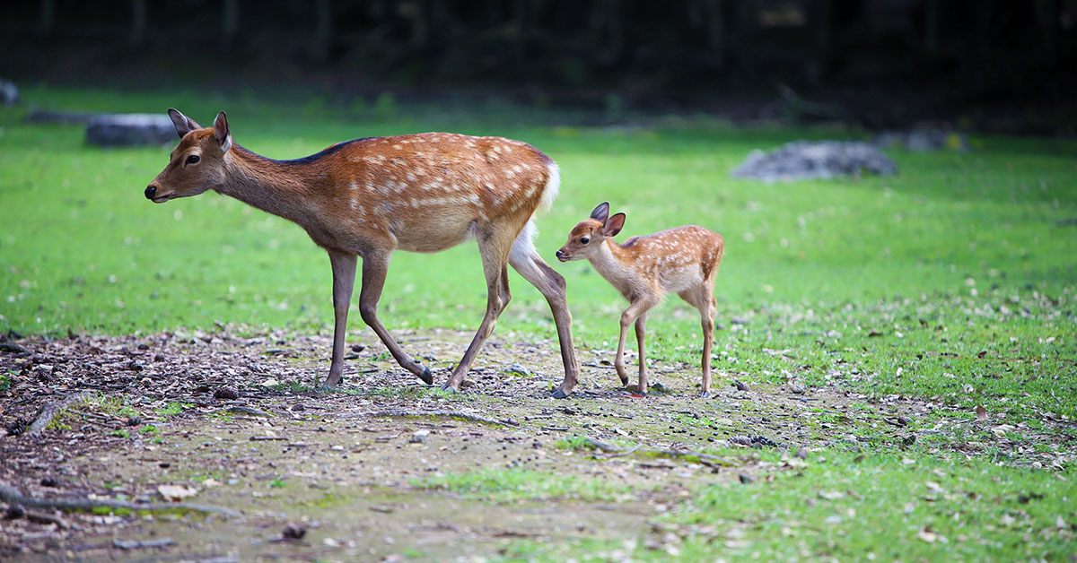 演目の舞台となった地を巡る～奈良公園編