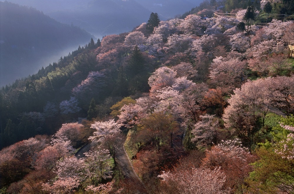 春の吉野